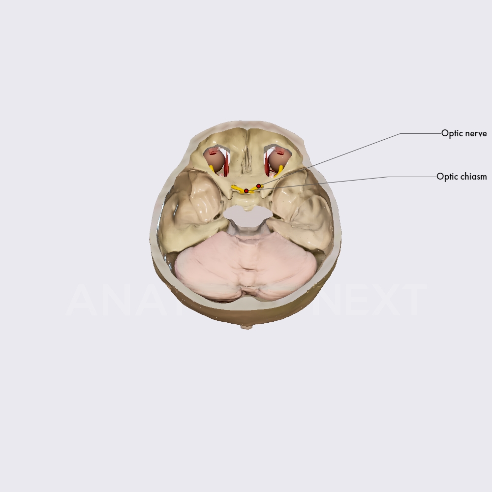 Optic nerve (CN II)